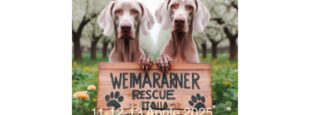 article image Undicesimo raduno Weimaraner Rescue Italia APS